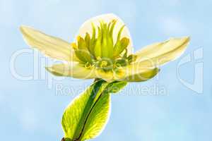 blooming hellebore, medicinal herb with flower