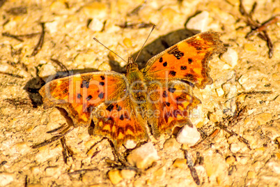 Polygonia c-album, butterfly of the German flora Polygonia c-album, butterfly of the German flora