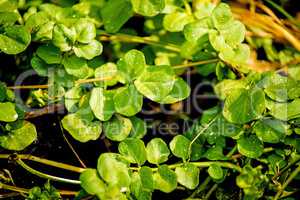Watercress, fresh eatable herb and medicinal plant in spring