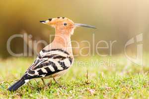 Common Hoopoe or Upupa epops beautiful bird. Copy space for text