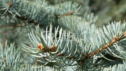 Branch of blue spruce