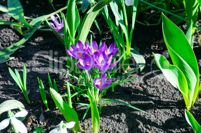 Violet flowers of crocus on a flower bed.