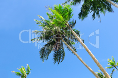 Tropical palm trees against the blue sky.