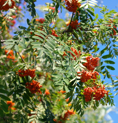 ashberry at dry sunny day