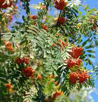 ashberry at dry sunny day