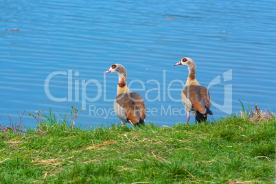 two nile gooses at a river