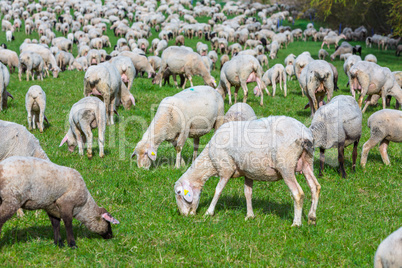 a flock of sheep grazeing