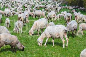 a flock of sheep grazeing