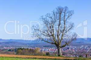 old tree and view to Nuertingen