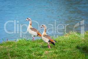 Nile gooses in profile