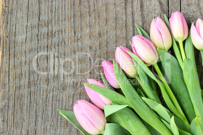 pink tulips