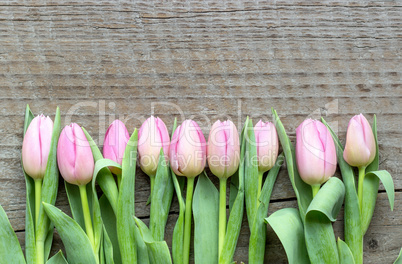 pink tulips