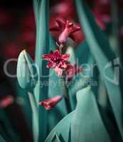 Hyacinth flower and green tulip leaves