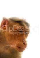 Entertaining portraits of Indian monkey