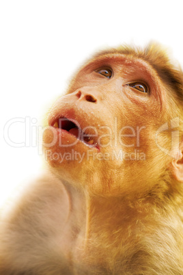 Entertaining portraits of Indian monkey