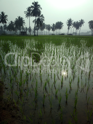 rice fields at sunset evening light.