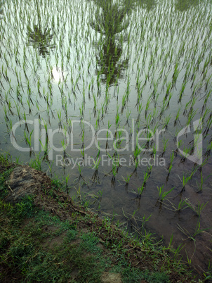 rice fields at sunset evening light.