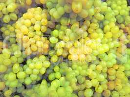 grapes ripe juicy fruit vitamin yellow