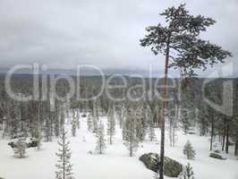 Snow-covered taiga of Lapland. After recent snowfall