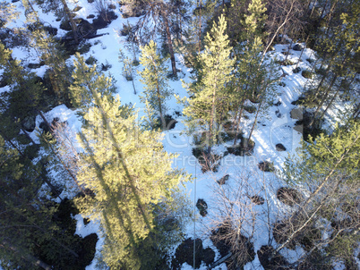 view of pine trees from top down.