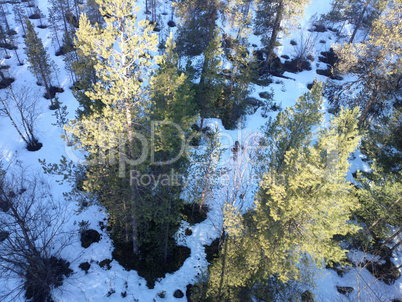 view of pine trees from top down.