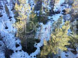 view of pine trees from top down.