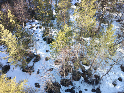 view of pine trees from top down.