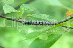 Lymantria dispar caterpillars move in forest.