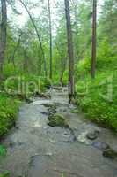 mountain river flows in forest under a bias