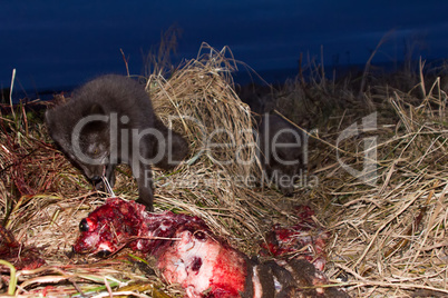 Blue foxes come at night to devour carcasses of seals