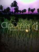 rice fields at sunset evening light.