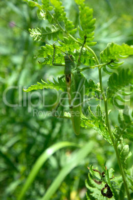 big Green Bush-Cricket (Tettigonia viridissima) in nature