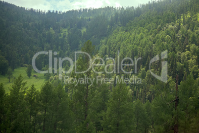 Covered with mixed forests of the Altai mountains.