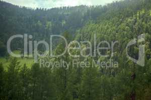 Covered with mixed forests of the Altai mountains.