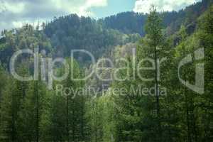 Covered with mixed forests of the Altai mountains.