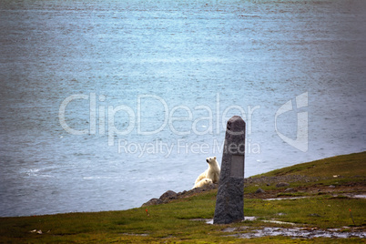 Polar bears on Franz Josef Land.