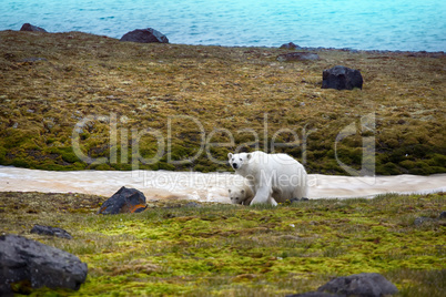 Polar Bears on Franz-Joseph Land. Female with cub