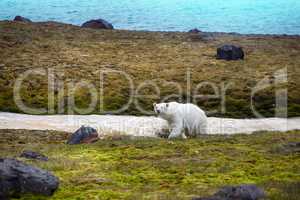 Polar Bears on Franz-Joseph Land. Female with cub