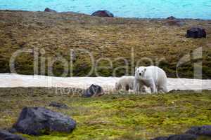 Polar Bears on Franz-Joseph Land. Female with cub