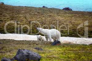 Polar Bears on Franz-Joseph Land. Female with cub