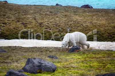 Polar Bears on Franz-Joseph Land. Female with cub