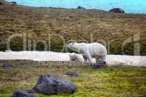 Polar Bears on Franz-Joseph Land. Female with cub
