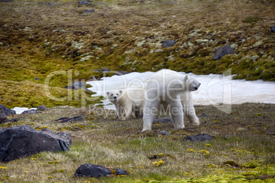 Polar Bears on Franz-Joseph Land. Female with cub