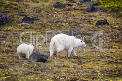 Polar Bears on Franz-Joseph Land. Female with cub