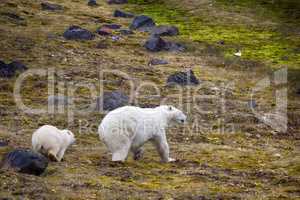 Polar Bears on Franz-Joseph Land. Female with cub