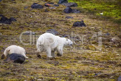 Polar Bears on Franz-Joseph Land. Female with cub