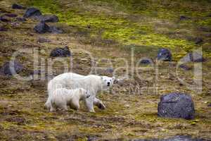 Polar Bears on Franz-Joseph Land. Female with cub