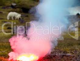 Polar bear attacked photographer.