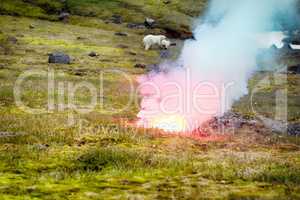 Polar bear attacked photographer.