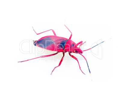 Red bug isolated